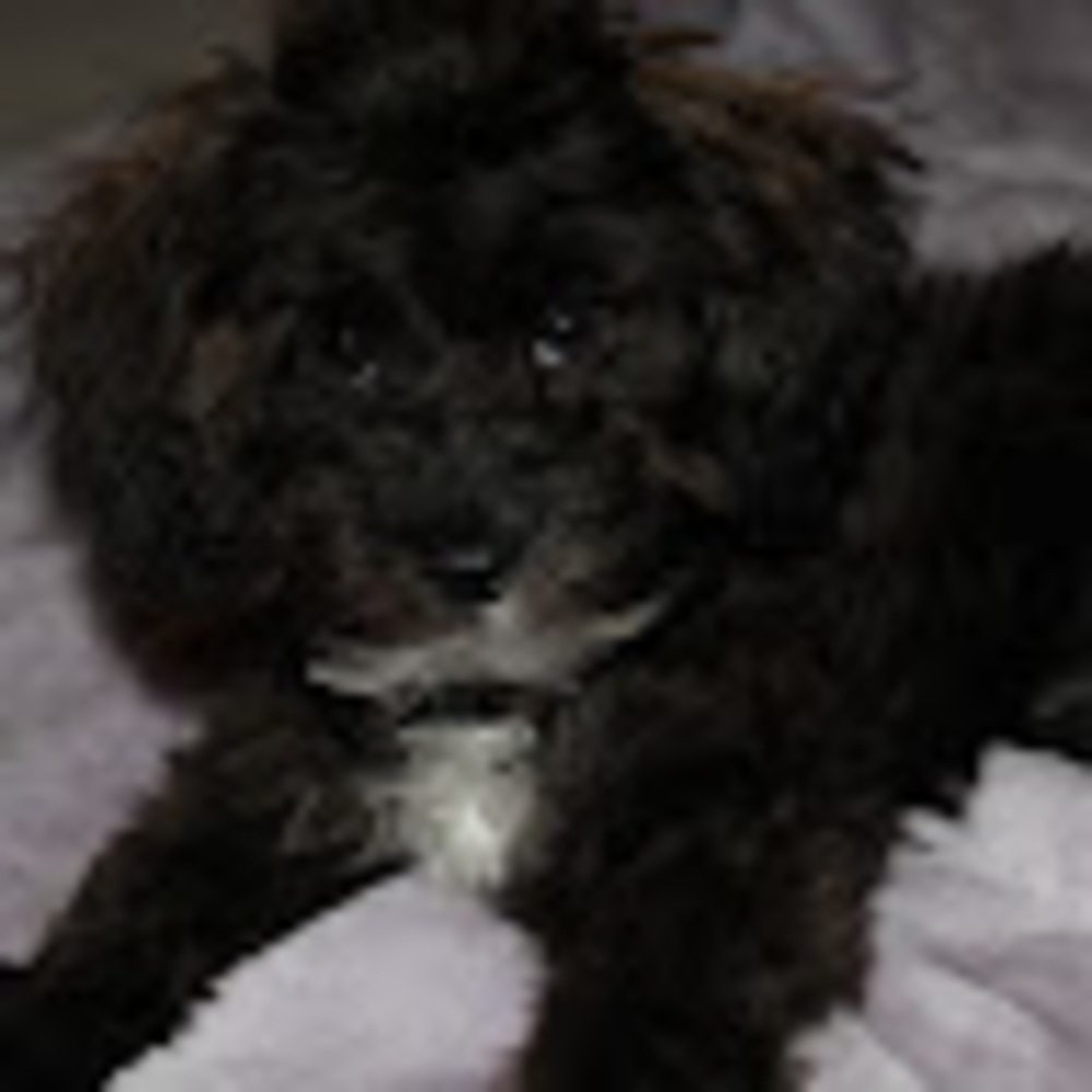 Meet your Posher, Ava